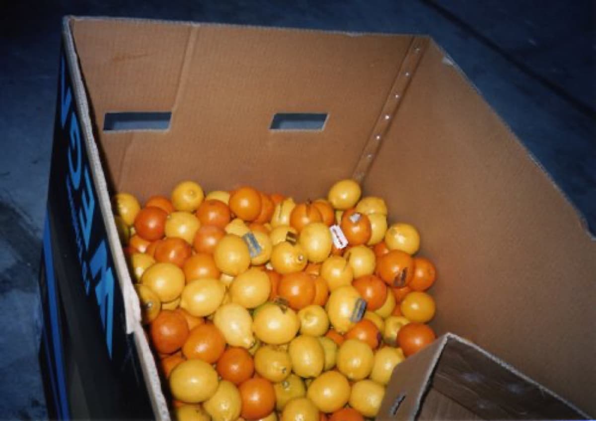 wargames 16 24sharjah010